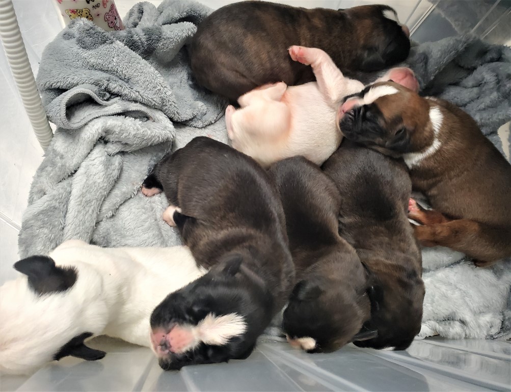 Harper puppies 1 day old (Medium)