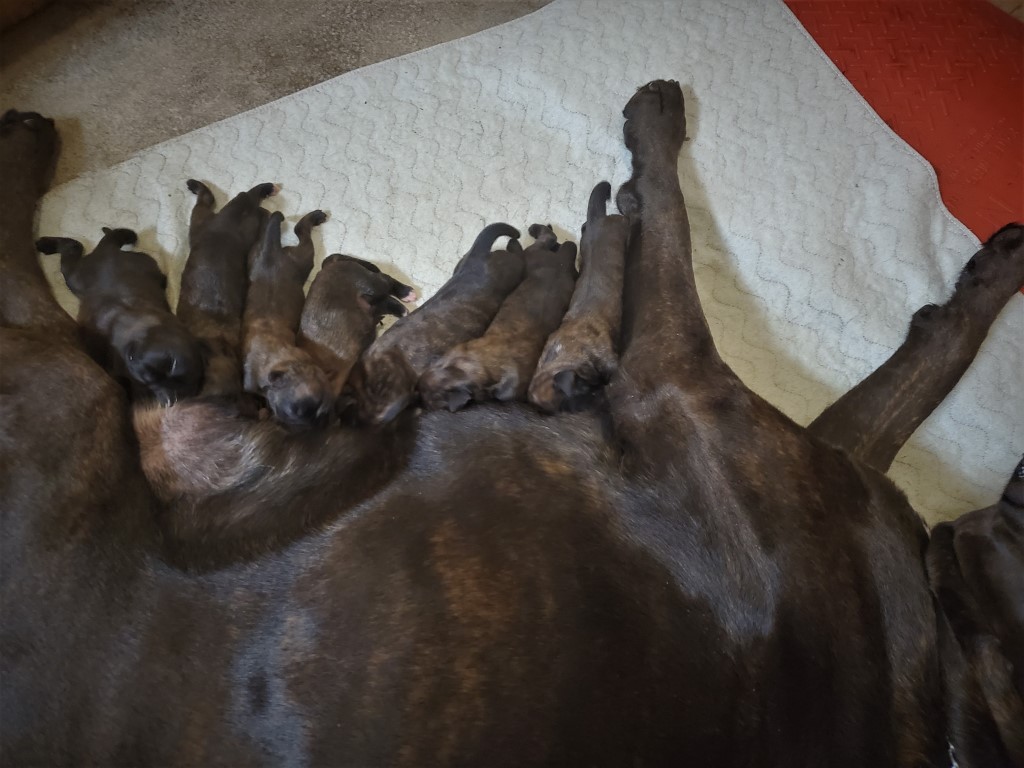 Havoc pups just born 1 day old (Medium)