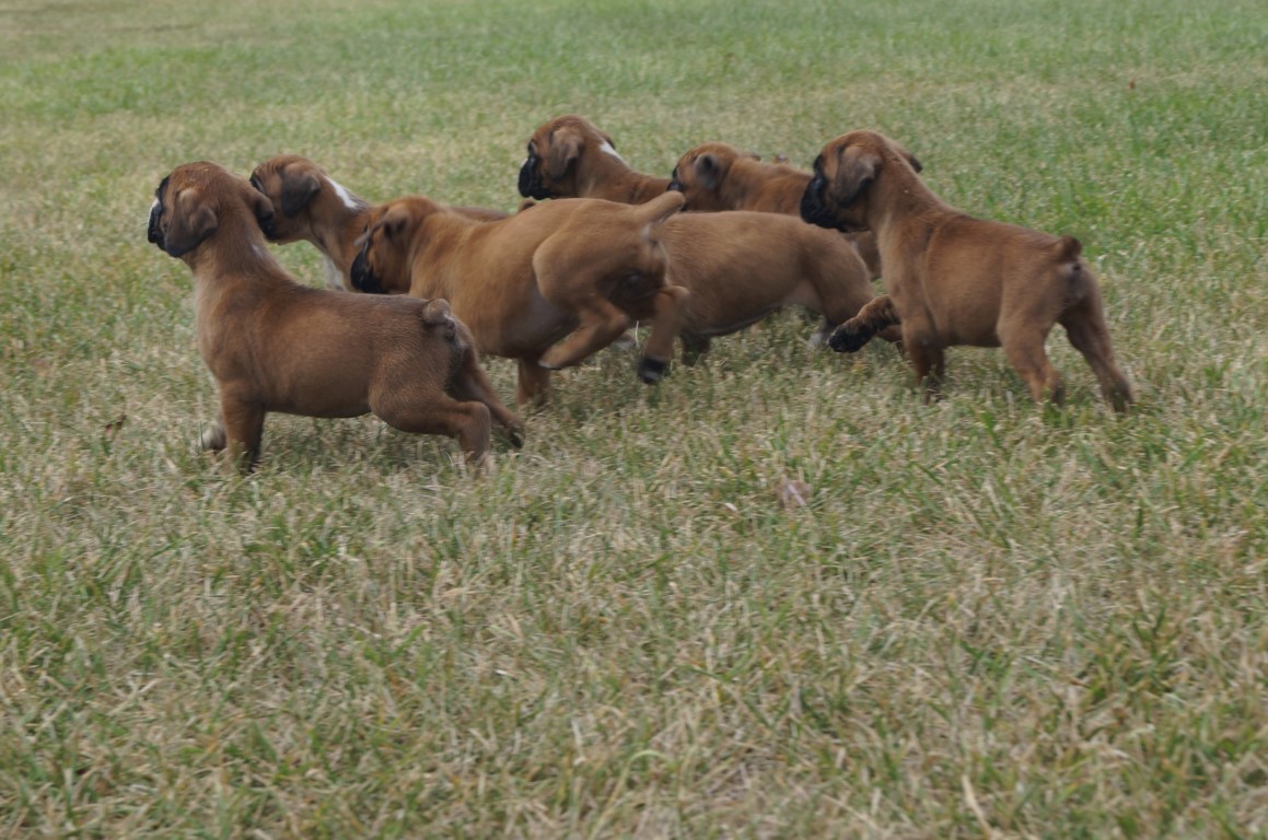 pack of puppies 2 (Medium)